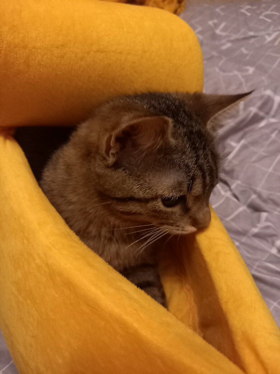 Кот для хорошего настроения 