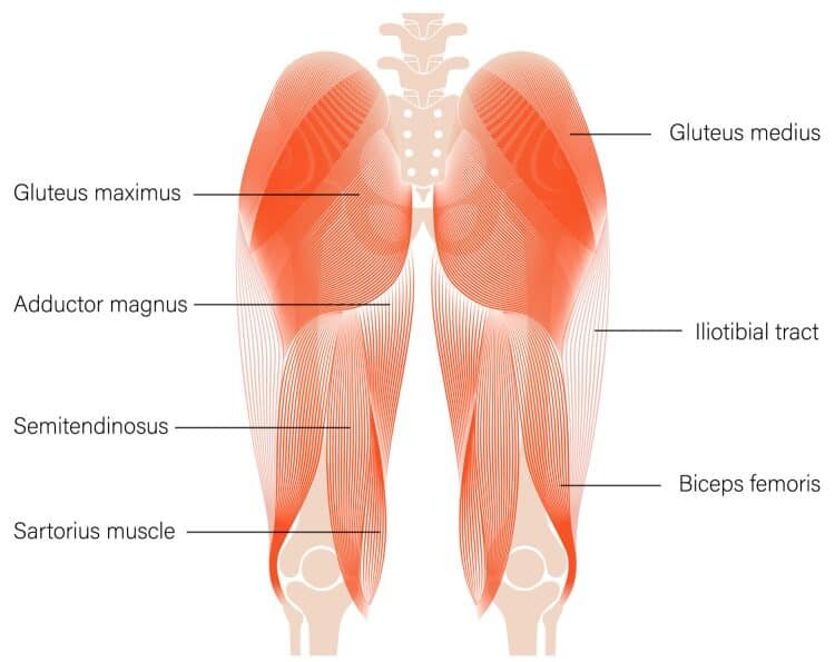 Adductor Magnus gracilis