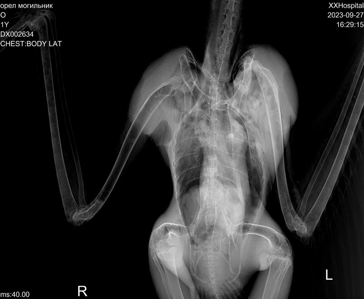    Спасенный оренбургскими птичьими волонтерами орел не вернется в дикую природу Белов Михаил Александрович