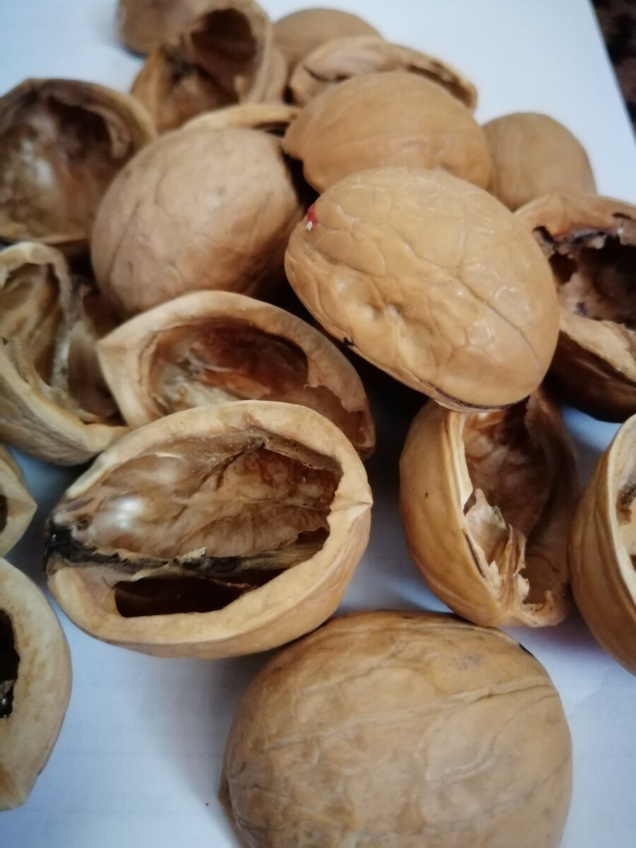 Польза и вред грецкого ореха для организма