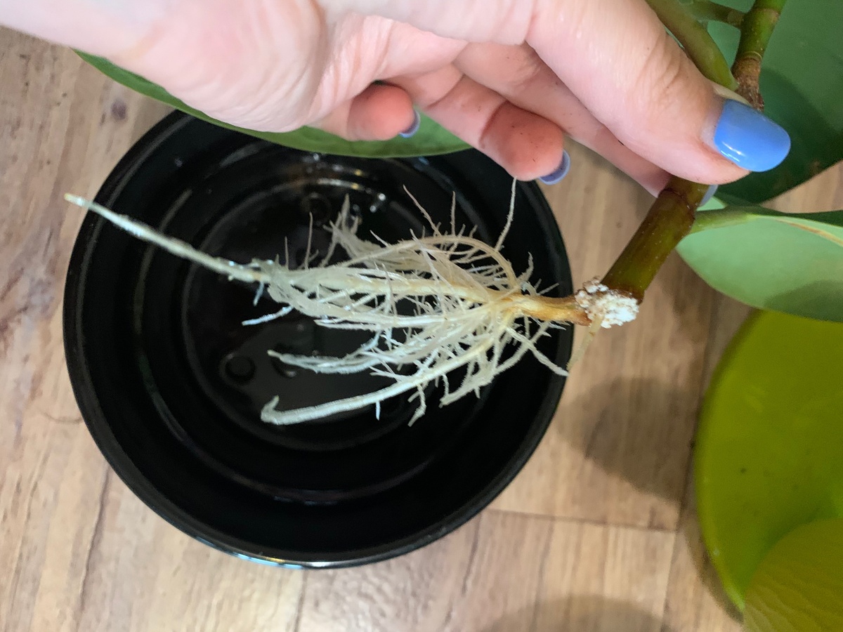 Ростки с корнями и без корней