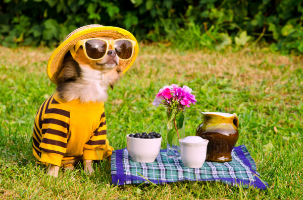 фото из открытого доступа