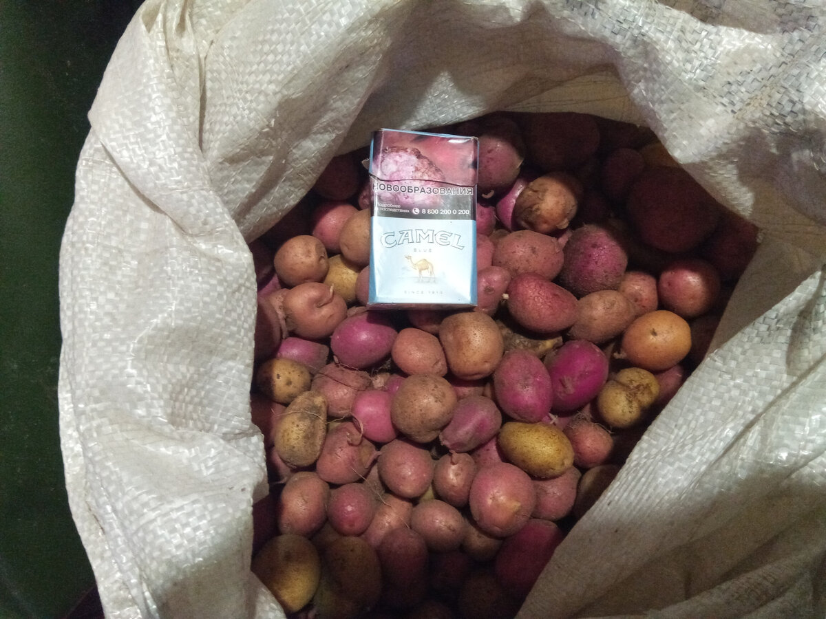 Взяли с собой свежей картошечки прямо с огорода