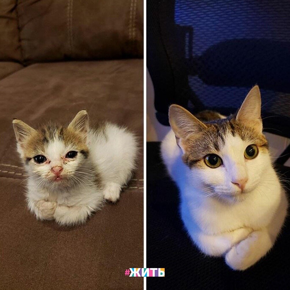 Моя кошка превратилась. Моя кошка превратилась. Девушка превращается в кошку. Моя кошка превратилась. Кинако неко.