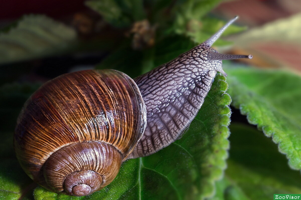 Источник: http://fotokto.ru/photo/view/5002696.html