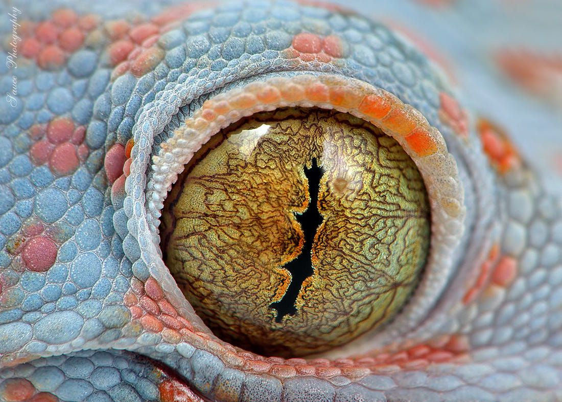 Мир глазами змей. Змеиный глаз эублефар. Глаз ящерицы. Глаза змеи. Глаз геккона.