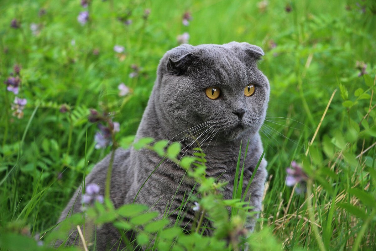 Шотландская вислоухая кошка