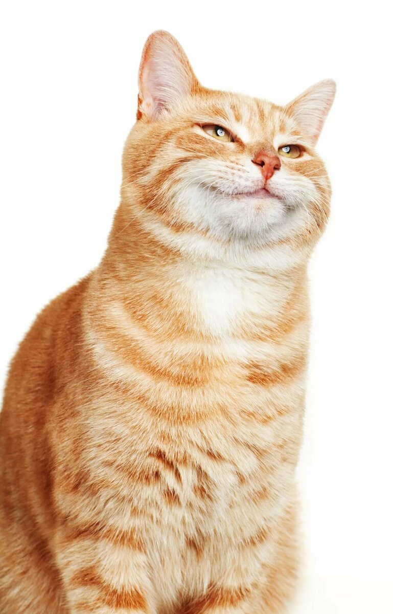 Картинка, передающая мое настроение)