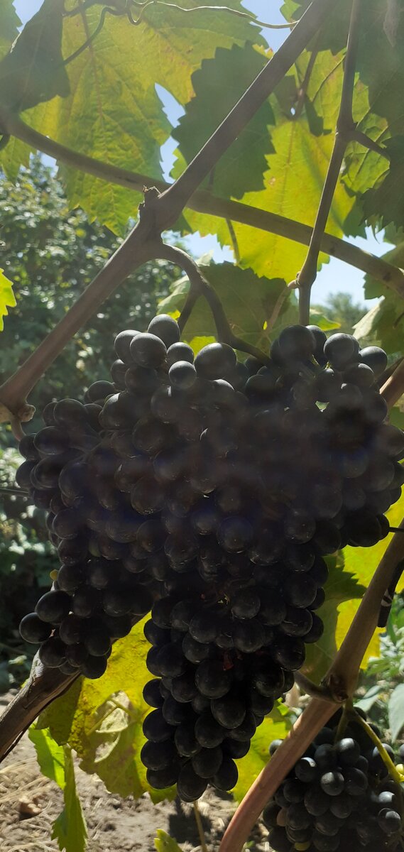 Виноград Альминский: описание и характеристики сорта