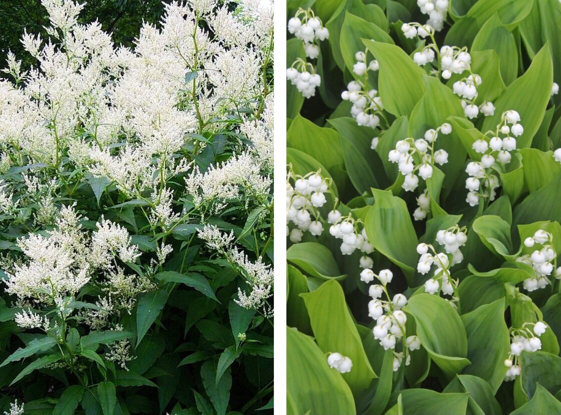 Растения агрессоры: слева - Горец изменчевый, справа - Ландыш майский