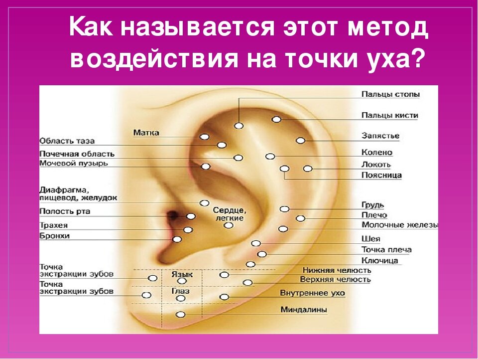 Ушная раковина какое ухо. Точки акупунктуры на ушной раковине. Акупунктурные точки уха схема. Акупунктурные точки ушной раковины. Ухо точки акупунктуры схема.