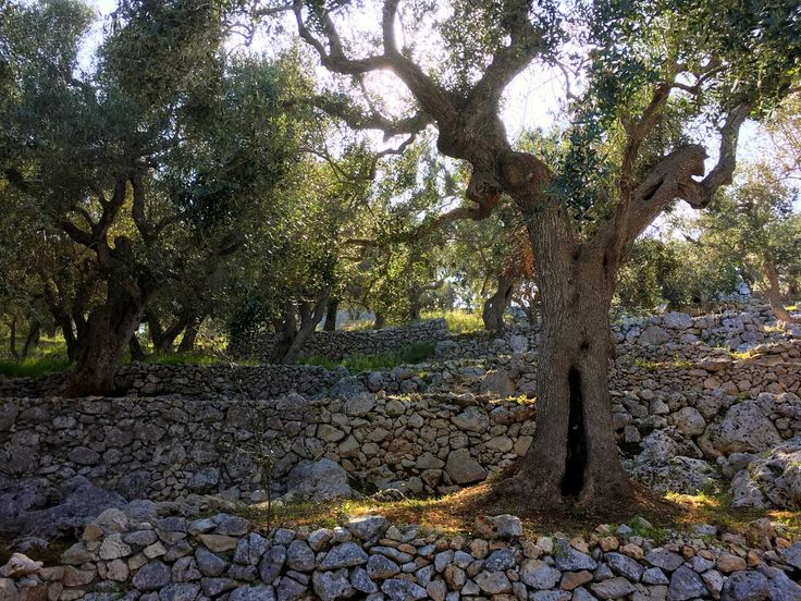 Оливковая роща в Италии. Фото из открытого источника