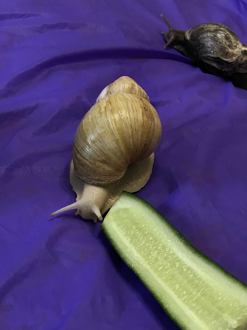 Моя улитка Жужа любит свежие огурцы и кабачки