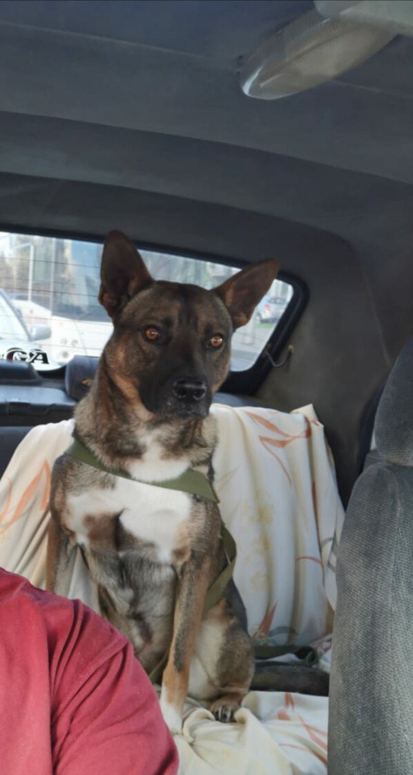 ну практически воспитанный пёс.