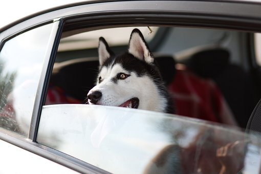 Какие проблемы могут возникнуть во время перевозки собаки в машине?