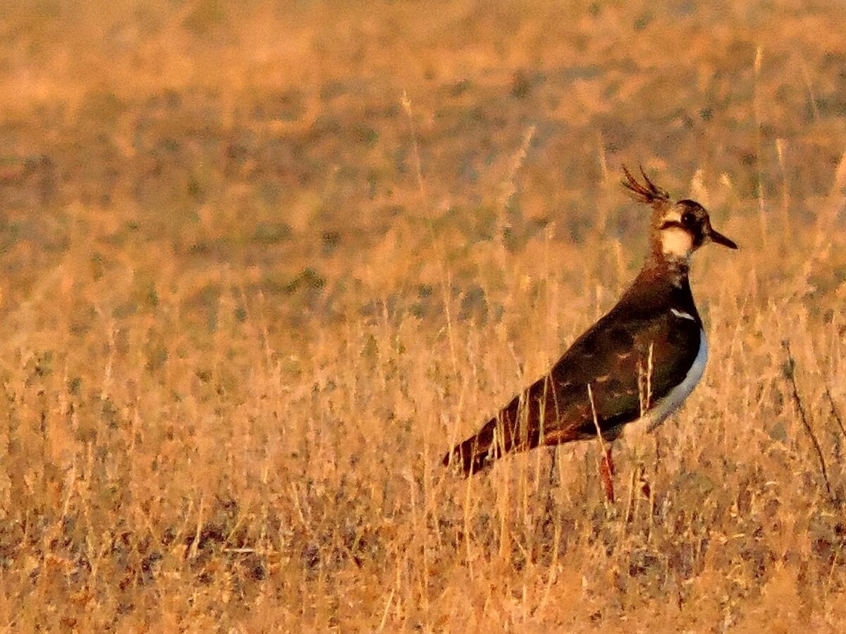 Птицы ставропольского края фото с названиями весной