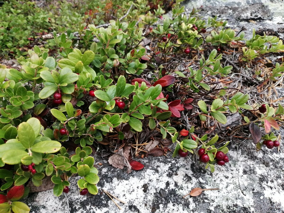 Ягода-брусника. Фото автора.