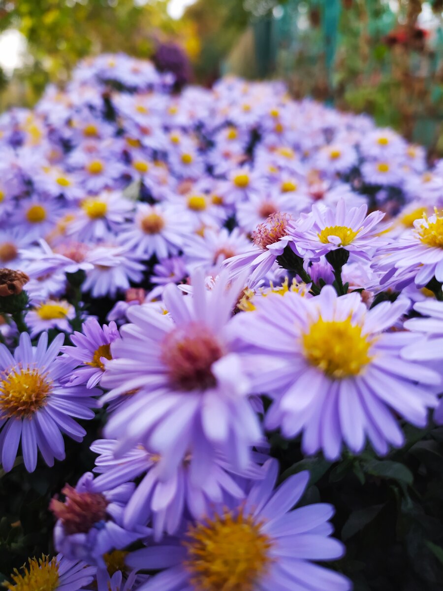 Осенние октябринки. Фото автора