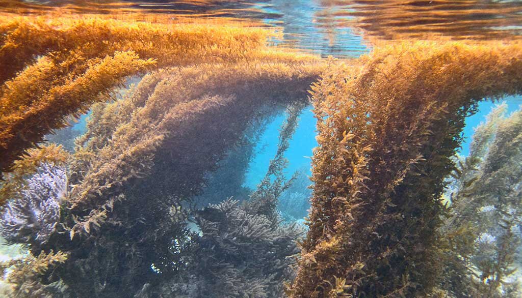 Водоросли саргассы фото