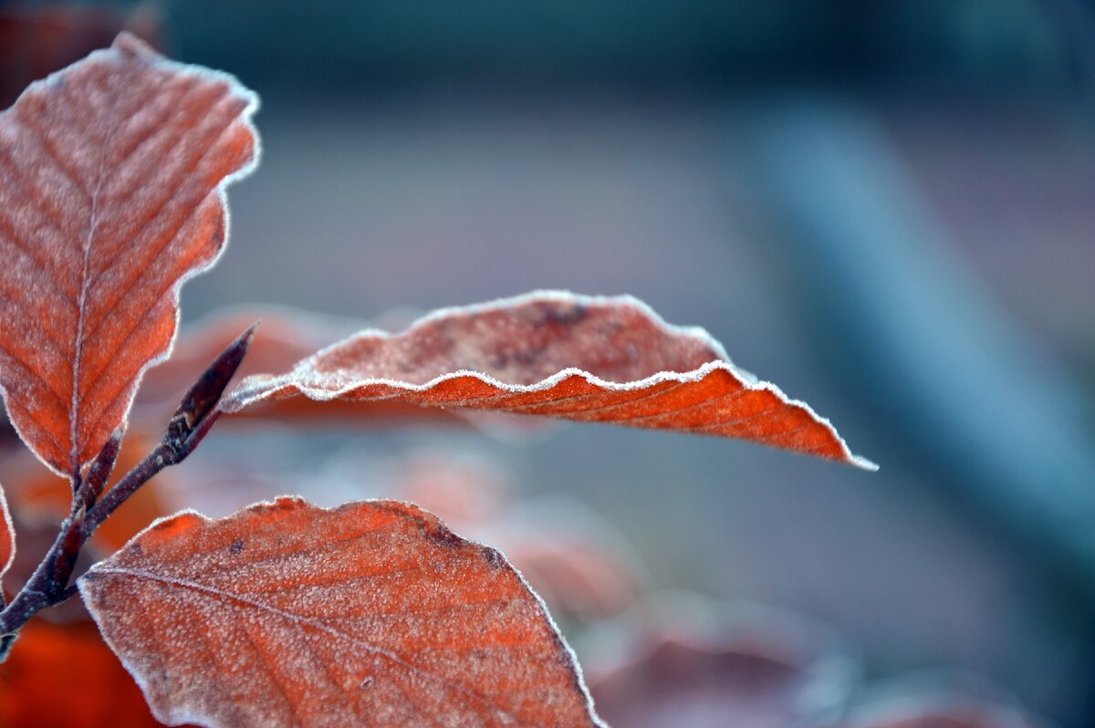 https://pixabay.com/photos/leaves-frozen-frost-ice-ripe-3845310/