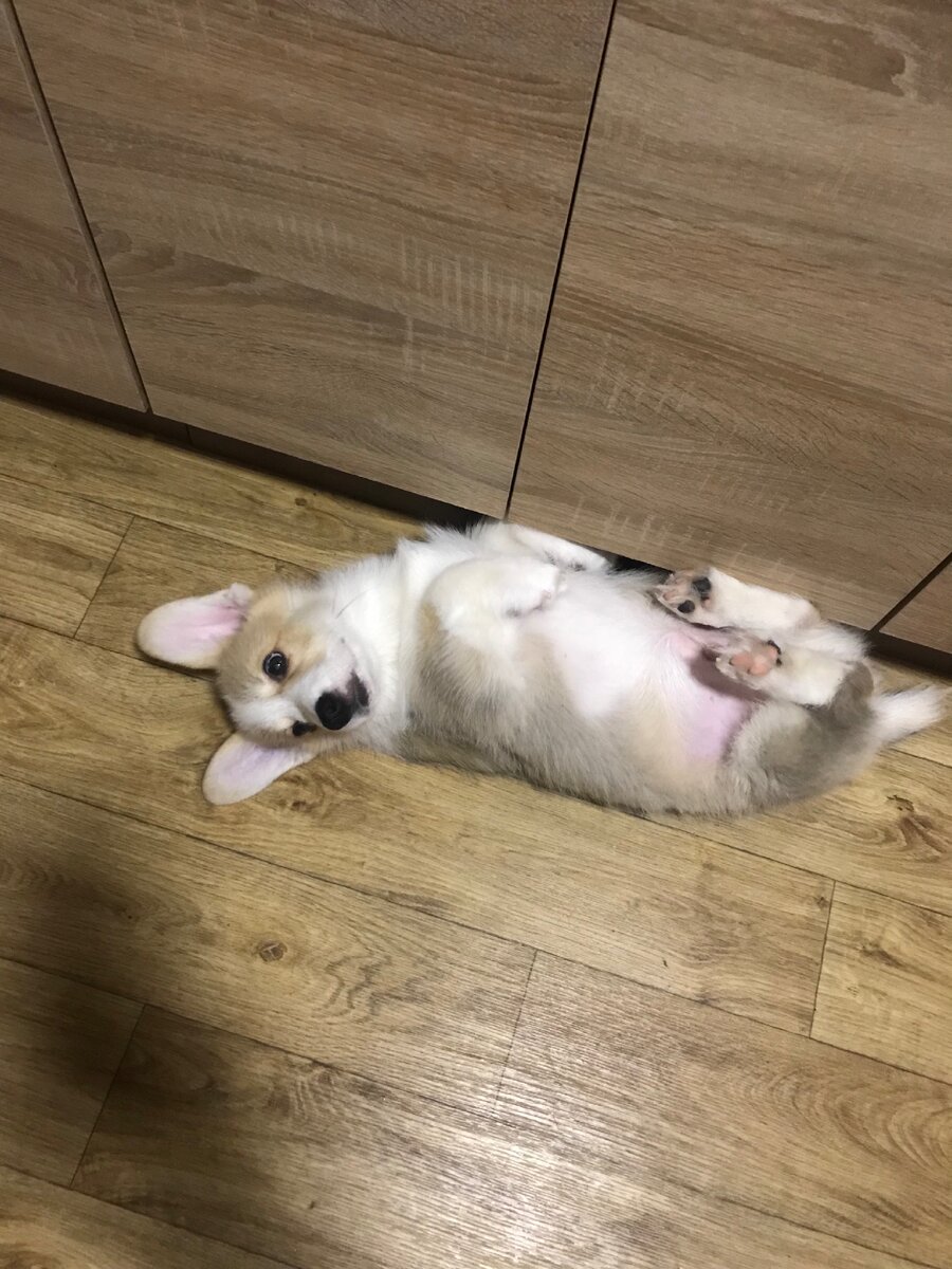 Корги 2 месяца