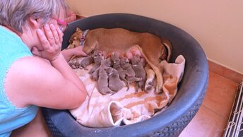 В этот день у нас родилось 20 щенков! Такого у нас еще не было! Первый день жизни щенков.