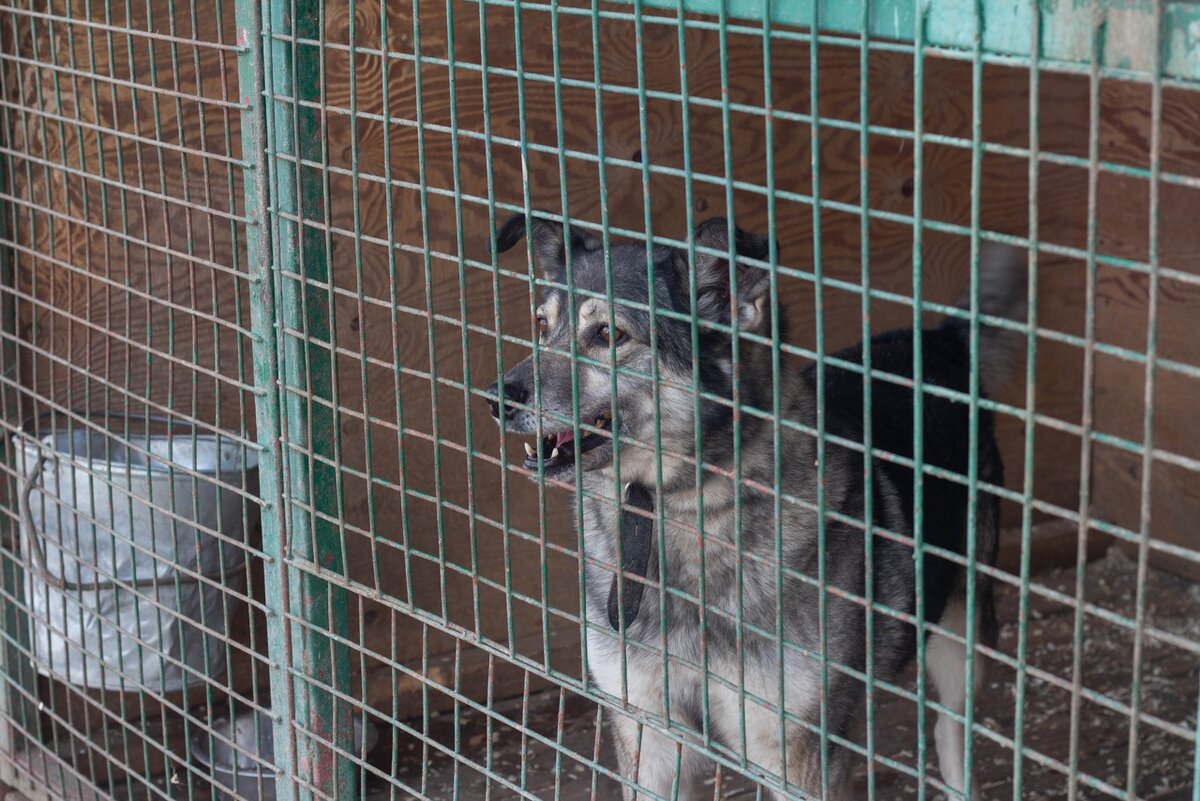 В вольерах муниципальных приютов вместо мисок для воды часто используются вёдра — животных очень много, и часто менять животному воду нет возможности