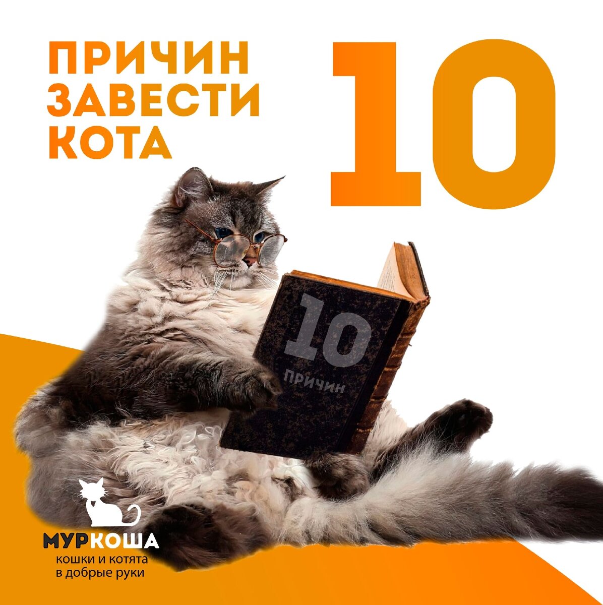 📣 10 причин завести кота😺 | Центр помощи кошкам «Муркоша» | Дзен