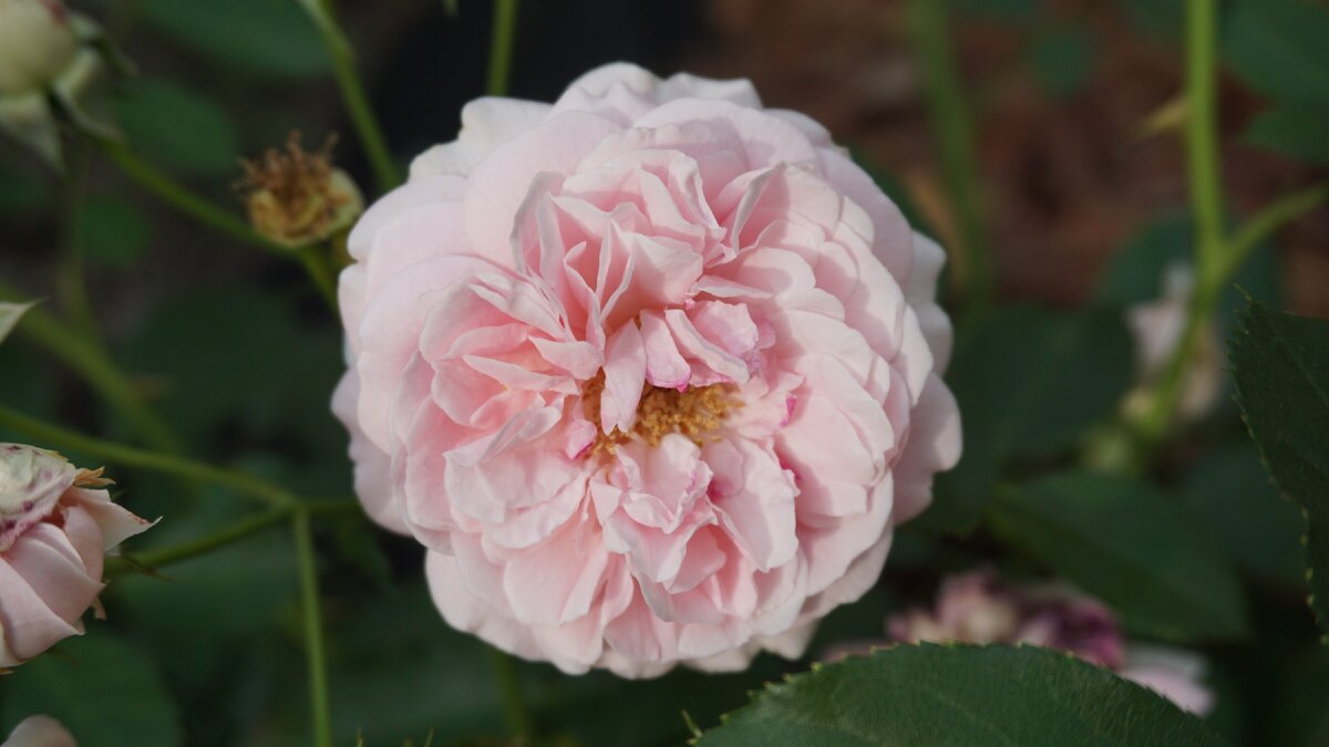 Плетистая роза Жасмина