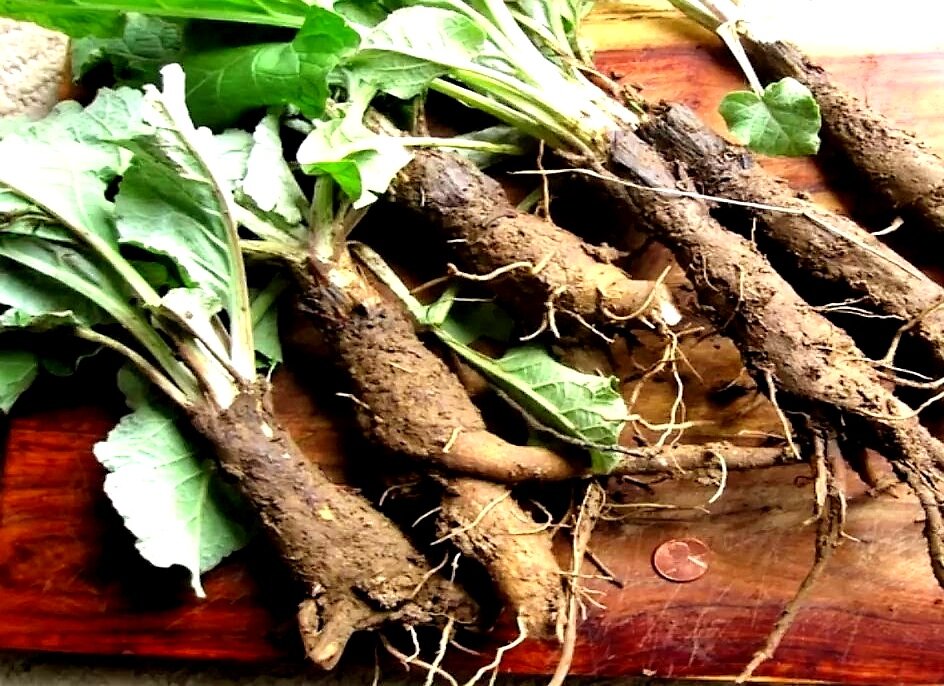 Корень лопуха