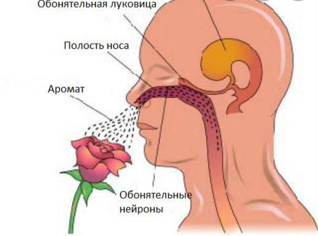 Фото из Яндекс. Картинки