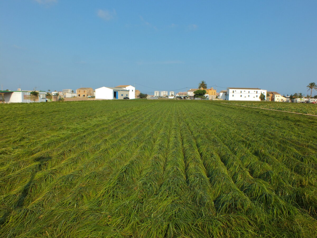 Фото: Brian Adamson на flickr.com