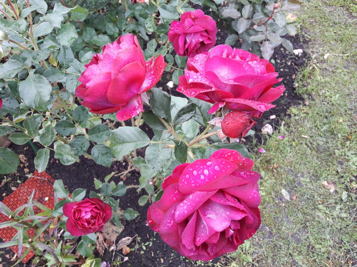 Синие розы или 5 роз Блу моего сада