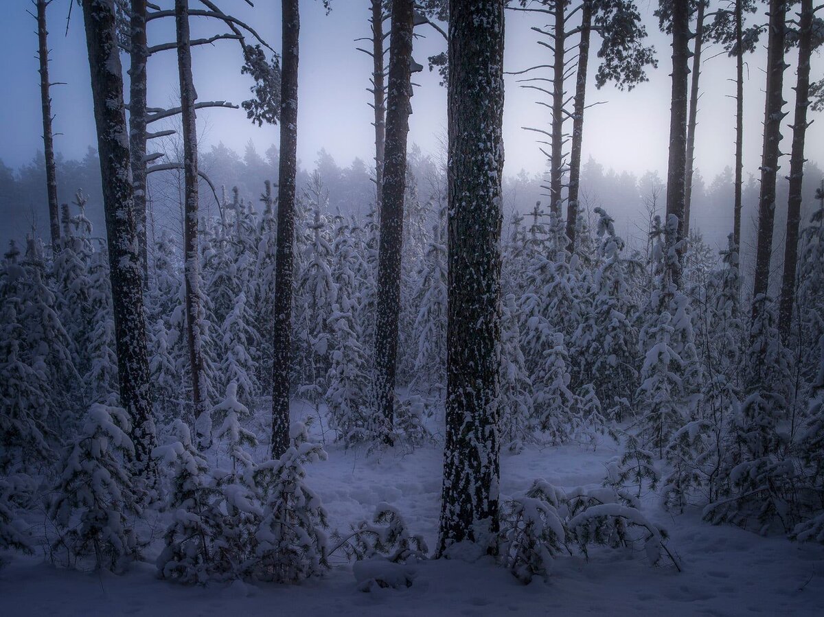 Зимовье зима лес