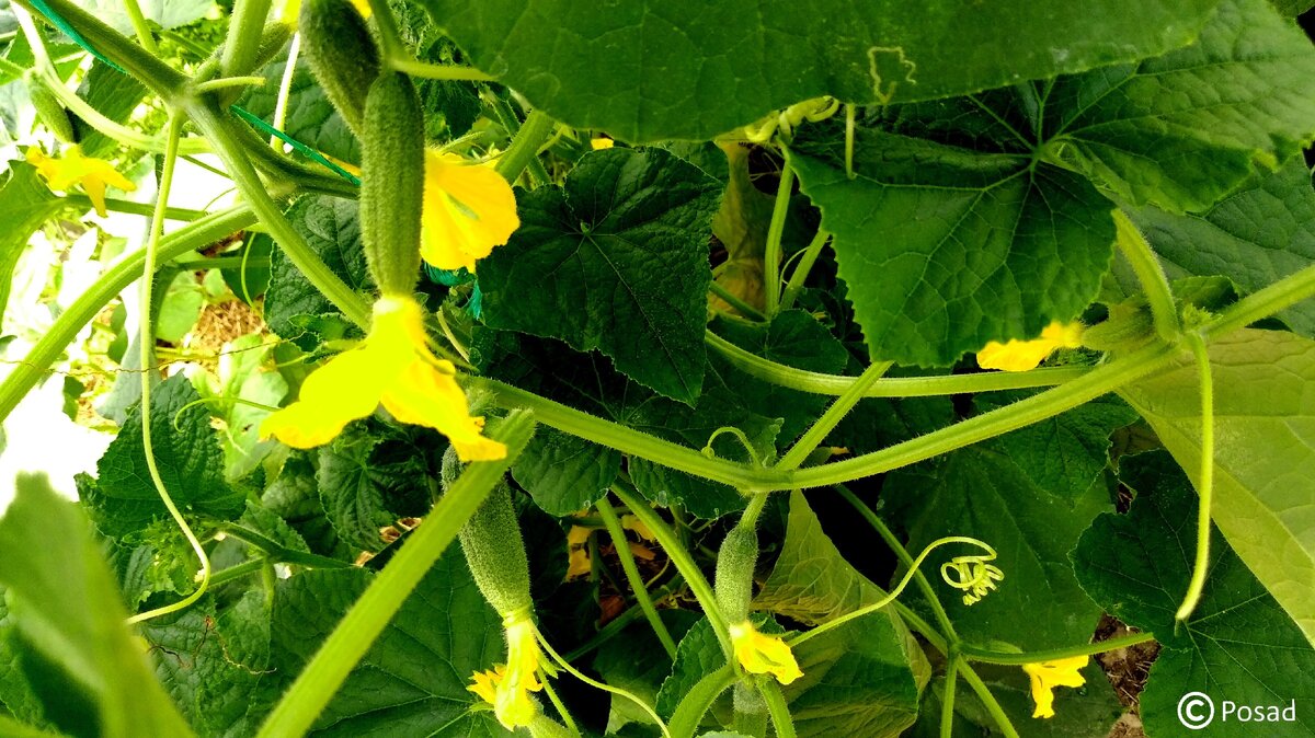 Огурцы, предназначенные для маринования.