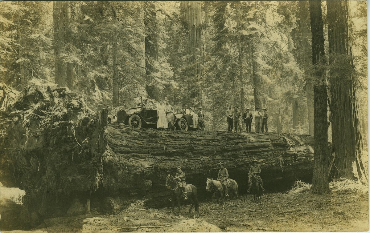 Секвойя фото с людьми 19 век