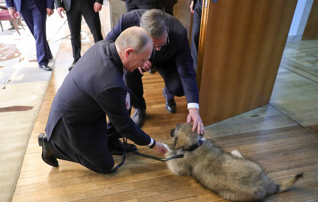 Щенок югославской овчарки по кличе Паша с президентом России и Сербии