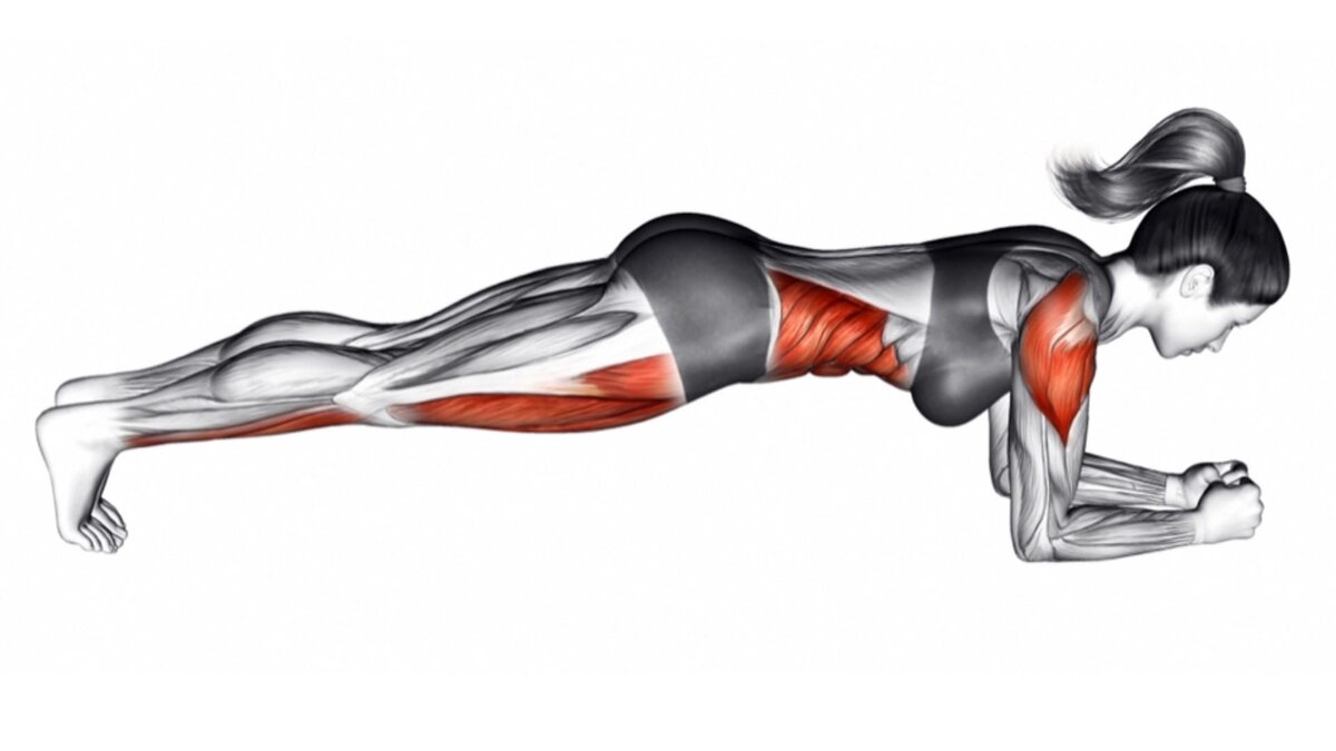 Анатомия упражнения: Планка на локтях
