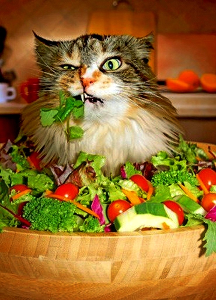 Не люблю и не ем овощи. Кот вегетарианец. Котик с едой. Кот и овощи. Прикольные салаты.