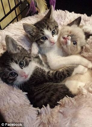 Спасенные. Источник фото: https://elot.ru/profile/279965799