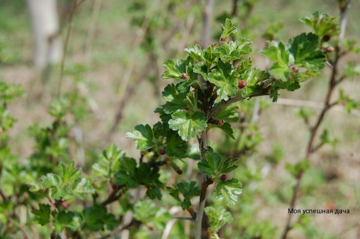 смородина садовая куст. отводками куста крыжовника. обрезанный куст крыжовника. крыжовник куст весной. крыжовник куст весной.