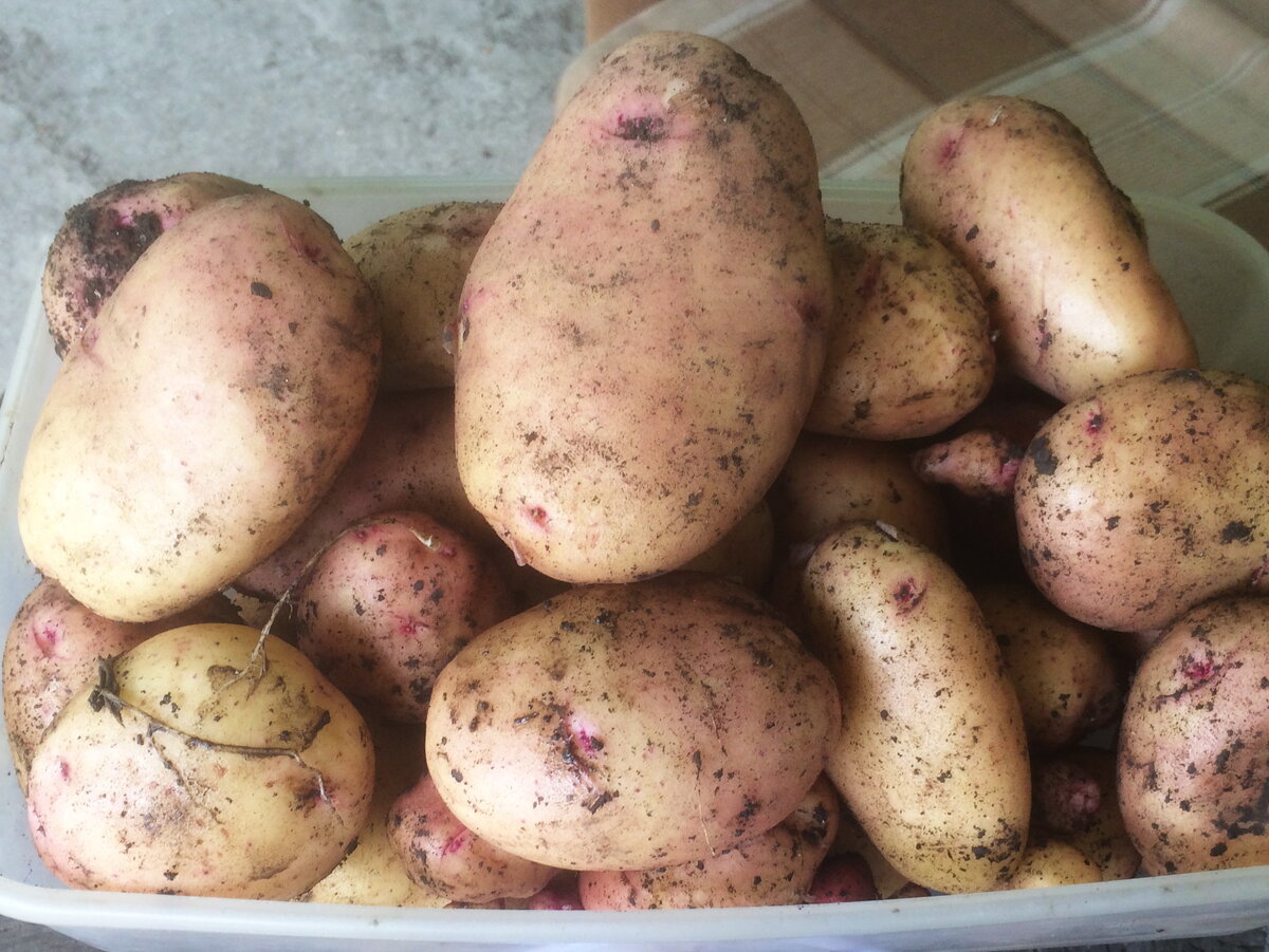 Урожайные сорта картофеля для средней. Картофель сорта Лизетта. Сорт картофеля Энигма. Картофель Лилея. Картофель Калинка.