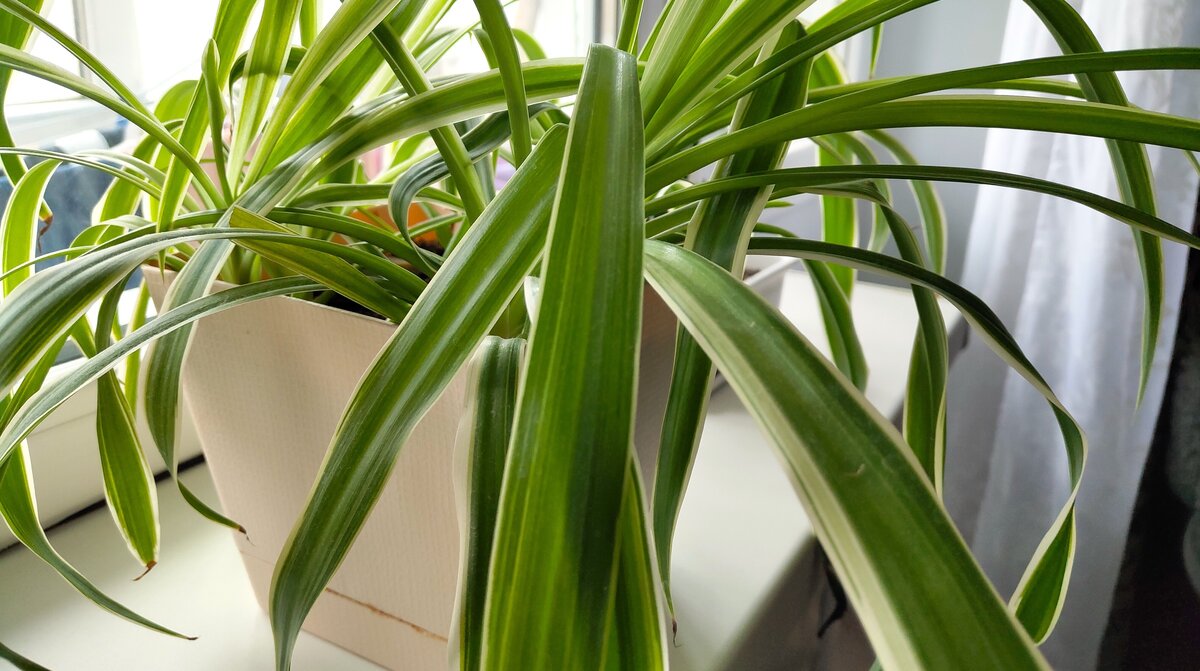 Листья цветка символизируют людей. Одни растут быстрее и тянуться к свету, другие прозябают в тени. 