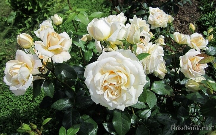 Фото участницы Rosebook lenrouz