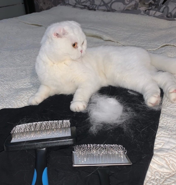 Кошечка Деми