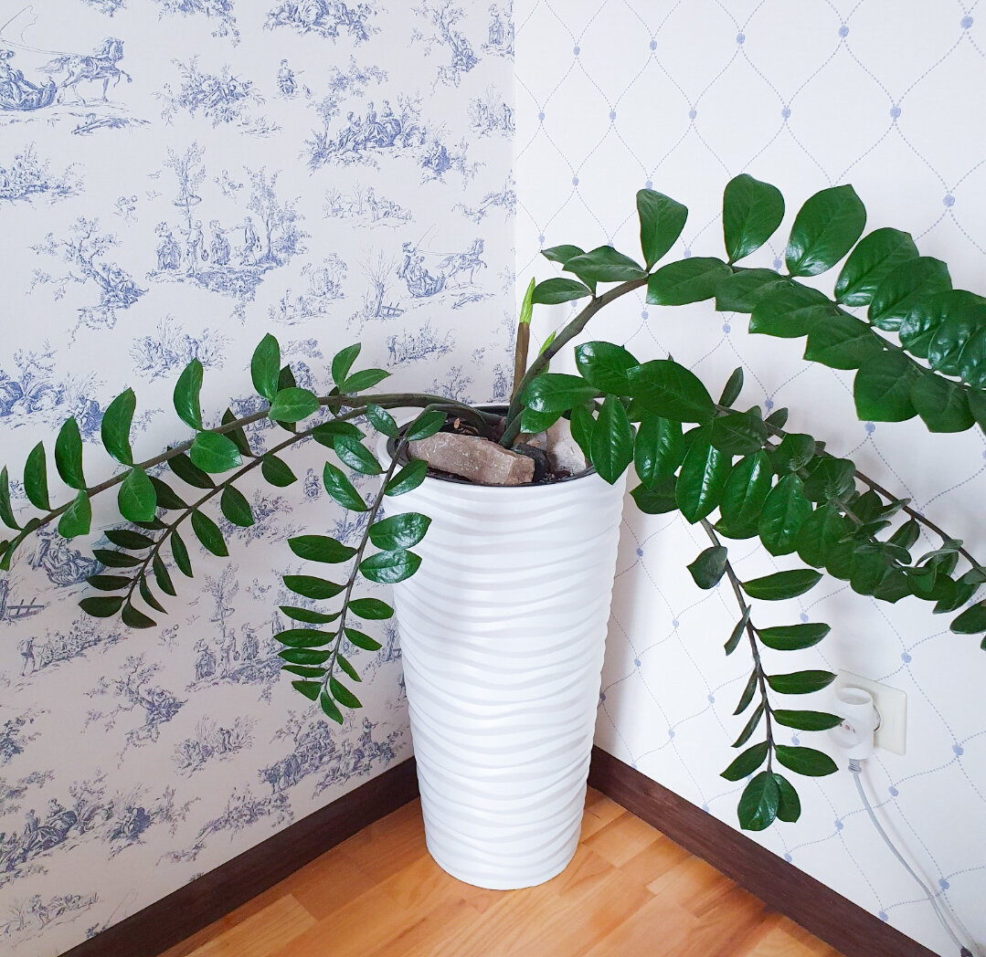 А раньше рос так