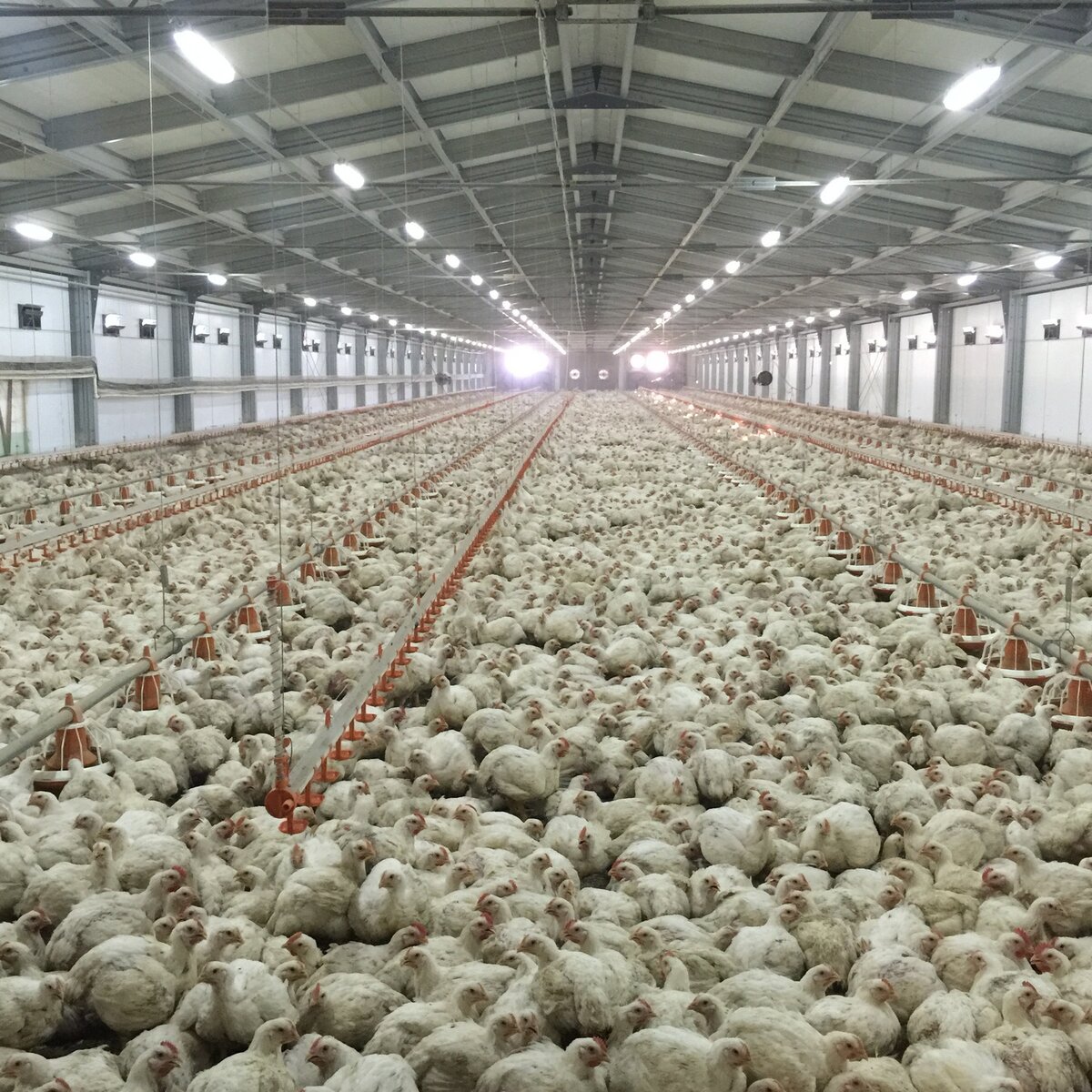 Фото с сайта http://www.baksanbroiler.ru/news/news20154.html