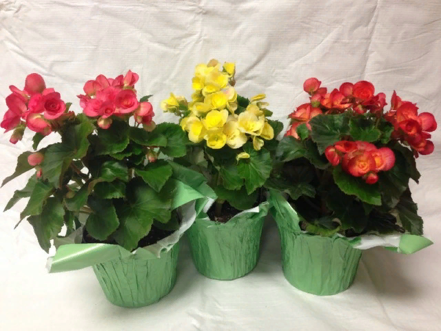 Это мой бегоний