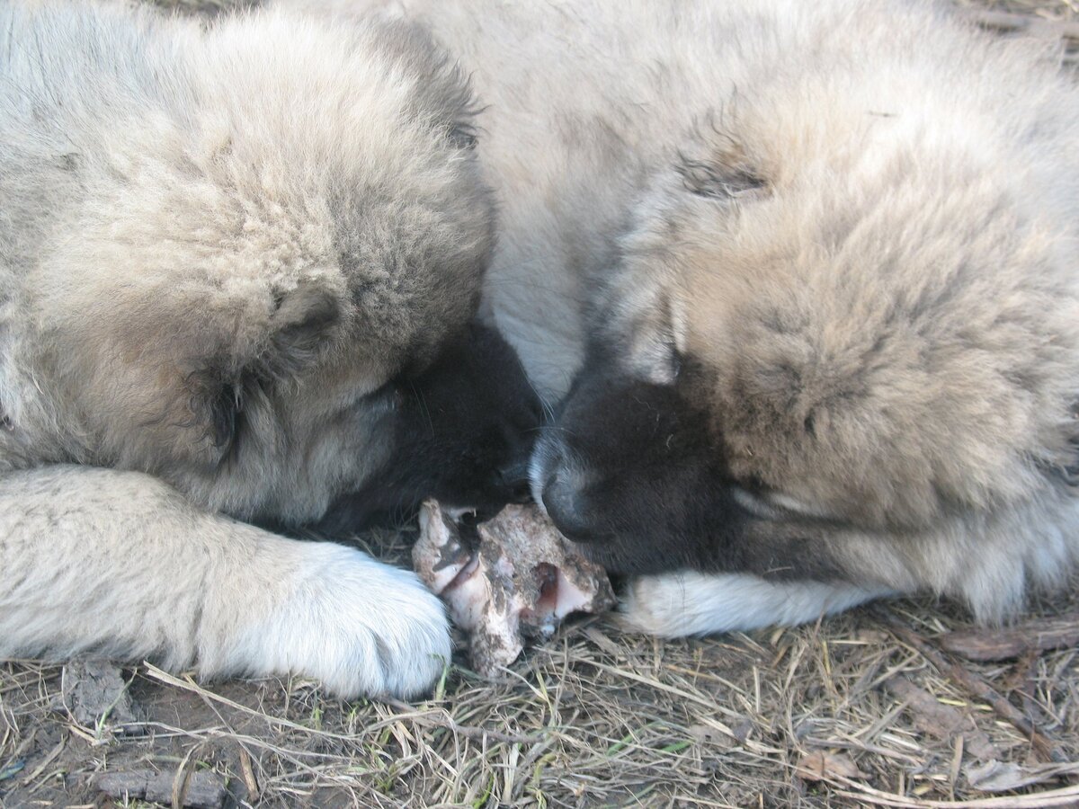 Щенки КО Вирмы-Даури
