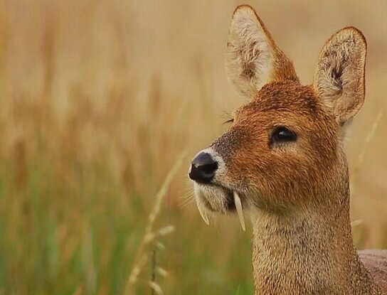 Источник ecoportal.info 